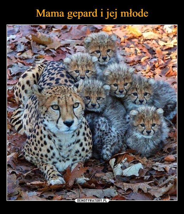 Mama gepard i jej młode