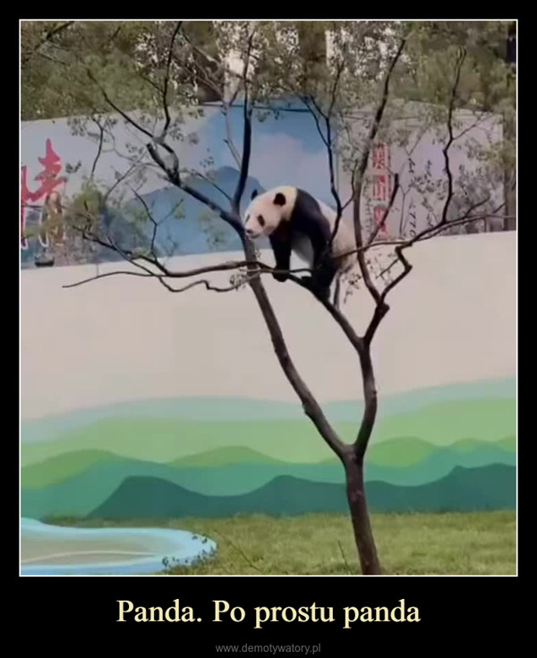 Panda. Po prostu panda –  X@YODA4EW