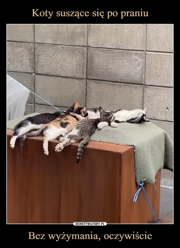 Koty suszące się po praniu Bez wyżymania, oczywiście