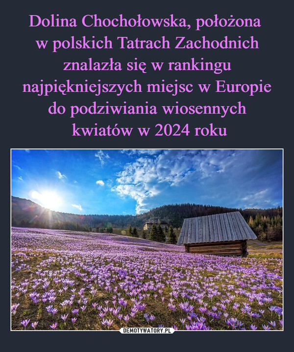 Dolina Chochołowska, położona 
w polskich Tatrach Zachodnich znalazła się w rankingu najpiękniejszych miejsc w Europie do podziwiania wiosennych
 kwiatów w 2024 roku