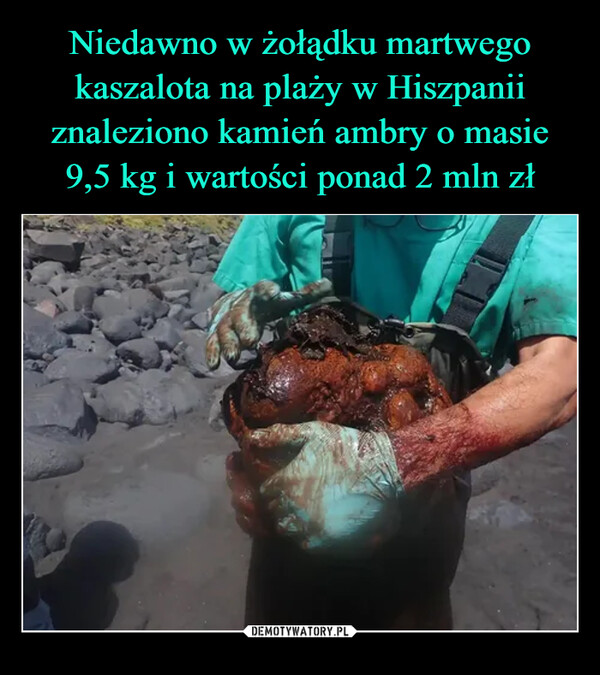 Niedawno w żołądku martwego kaszalota na plaży w Hiszpanii znaleziono kamień ambry o masie 9,5 kg i wartości ponad 2 mln zł