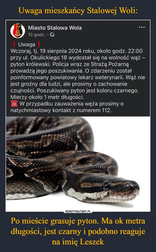 Po mieście grasuje pyton. Ma ok metra długości, jest czarny i podobno reaguje na imię Leszek –  Miasto Stalowa Wola10 godz..>! Uwaga!Wczoraj, tj. 19 sierpnia 2024 roku, około godz. 22:00przy ul. Okulickiego 18 wydostał się na wolność wąż -pyton królewski. Policja wraz ze Strażą Pożarnąprowadzą jego poszukiwania. O zdarzeniu zostałpoinformowany powiatowy lekarz weterynarii. Wąż niejest groźny dla ludzi, ale prosimy o zachowanieczujności. Poszukiwany pyton jest koloru czarnego.Mierzy około 1 metr długości.W przypadku zauważenia węża prosimy onatychmiastowy kontakt z numerem 112.