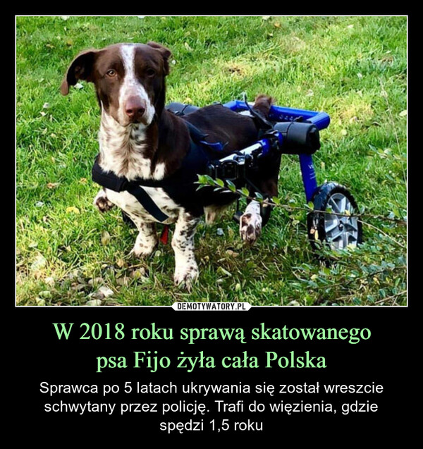 W 2018 roku sprawą skatowanegopsa Fijo żyła cała Polska – Sprawca po 5 latach ukrywania się został wreszcie schwytany przez policję. Trafi do więzienia, gdziespędzi 1,5 roku 