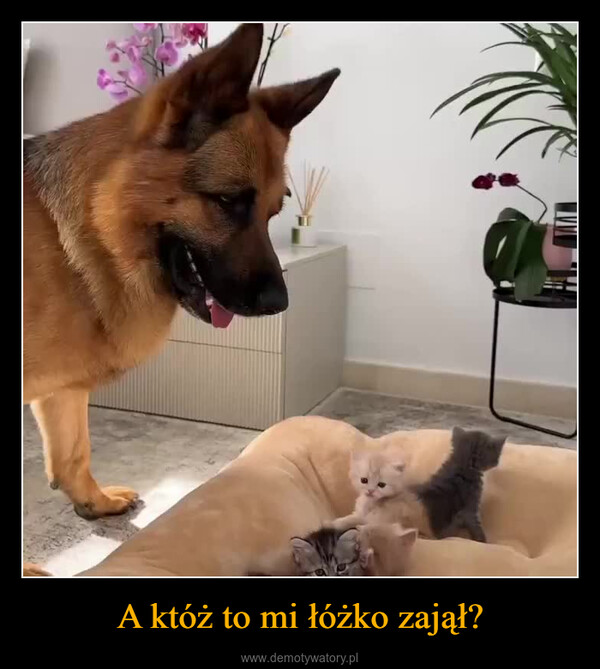 A któż to mi łóżko zajął? –  