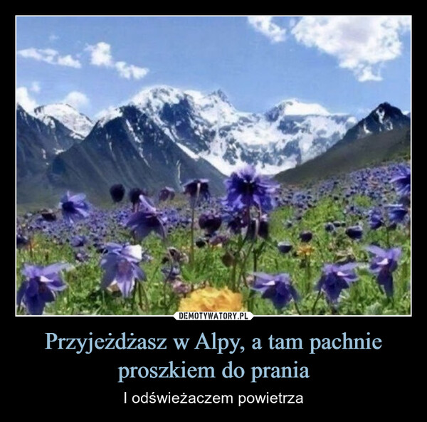 Przyjeżdżasz w Alpy, a tam pachnie proszkiem do prania – I odświeżaczem powietrza 