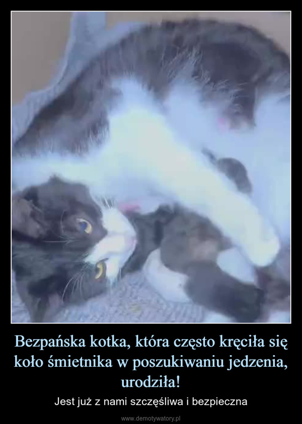 Bezpańska kotka, która często kręciła się koło śmietnika w poszukiwaniu jedzenia, urodziła! – Jest już z nami szczęśliwa i bezpieczna 