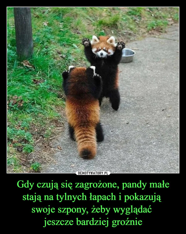 Gdy czują się zagrożone, pandy małe stają na tylnych łapach i pokazują swoje szpony, żeby wyglądać jeszcze bardziej groźnie –  