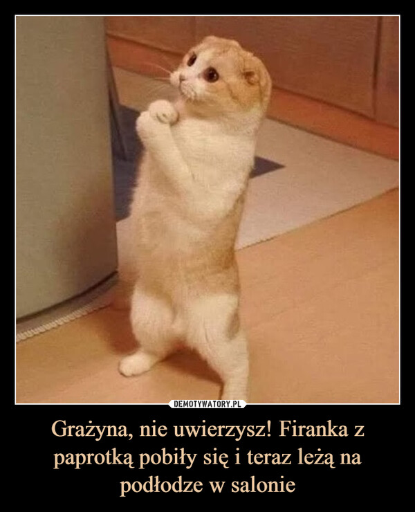 Grażyna, nie uwierzysz! Firanka z paprotką pobiły się i teraz leżą na podłodze w salonie –  